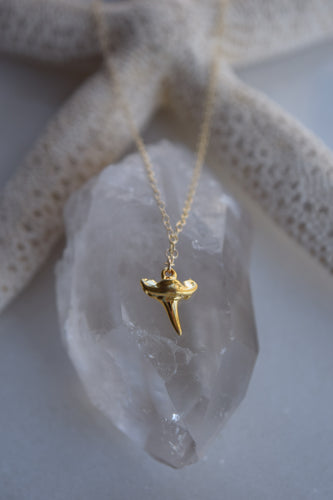 Dainty Shark Tooth